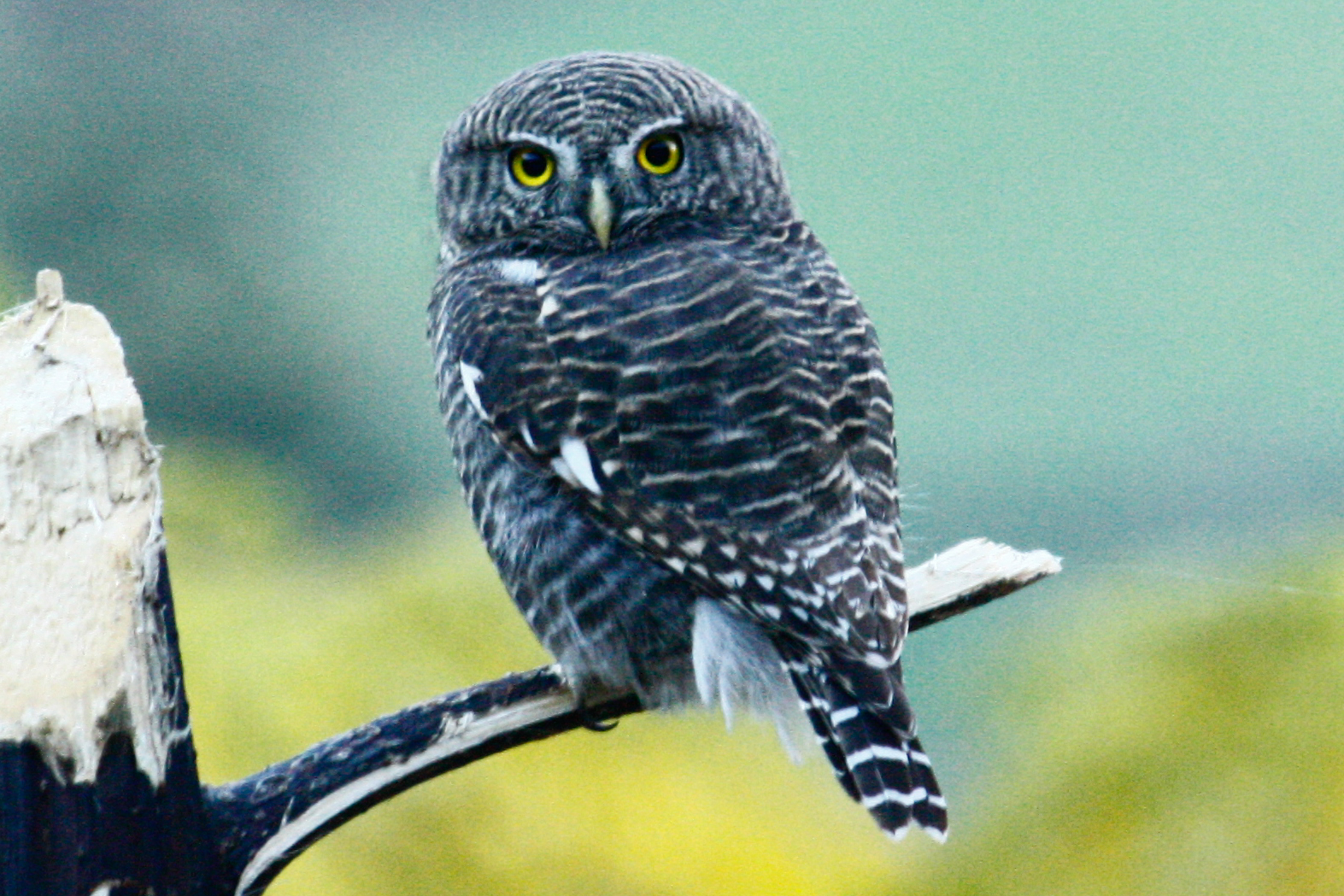 Make way for the Owls!