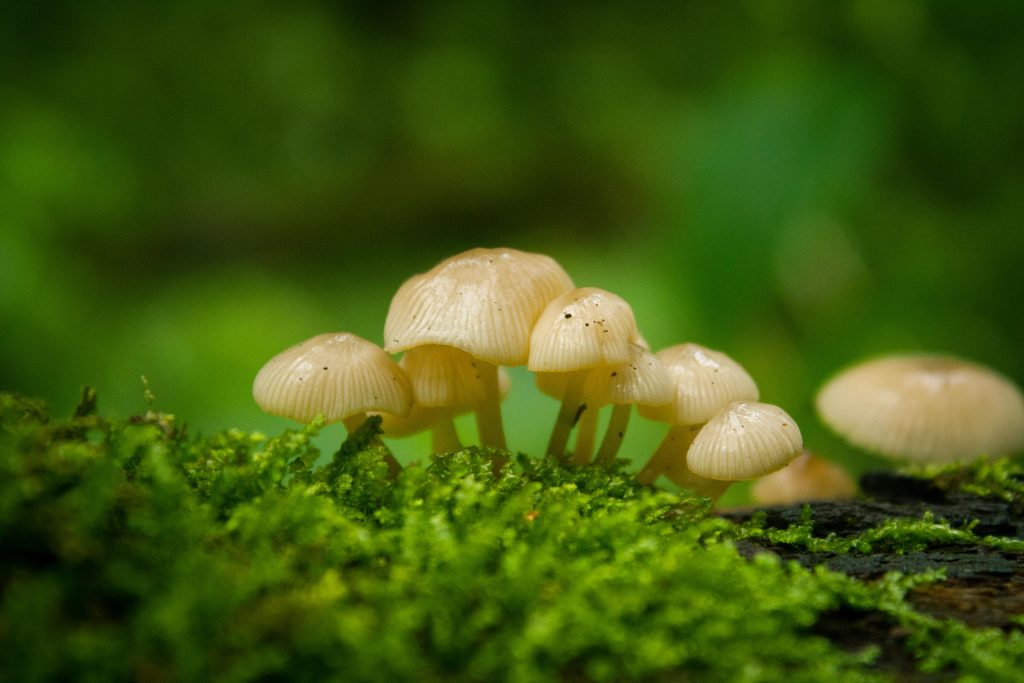 Shivapuri Mushroom