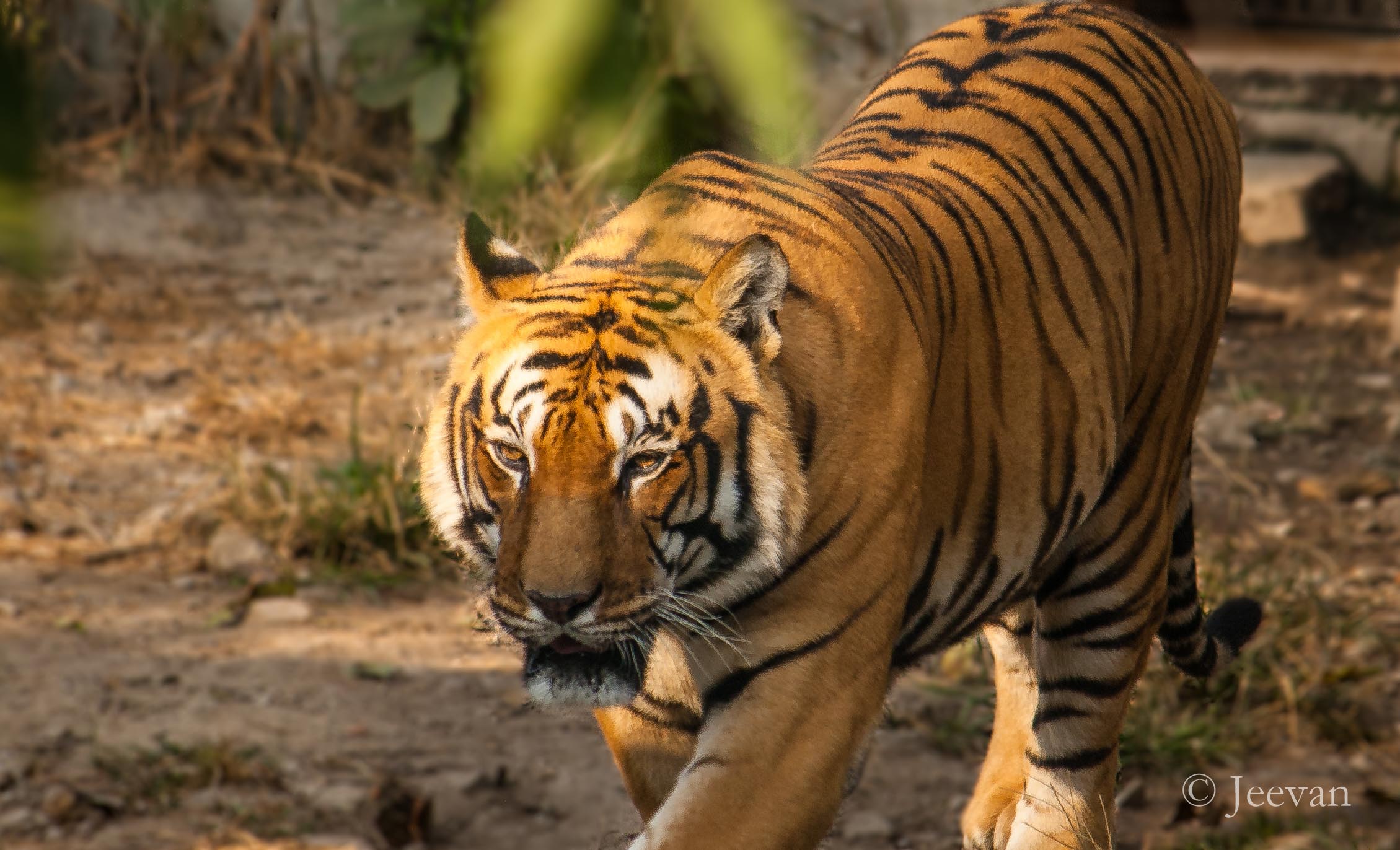 Encounter with the King of the Jungle: Tigers, humans and conflicts